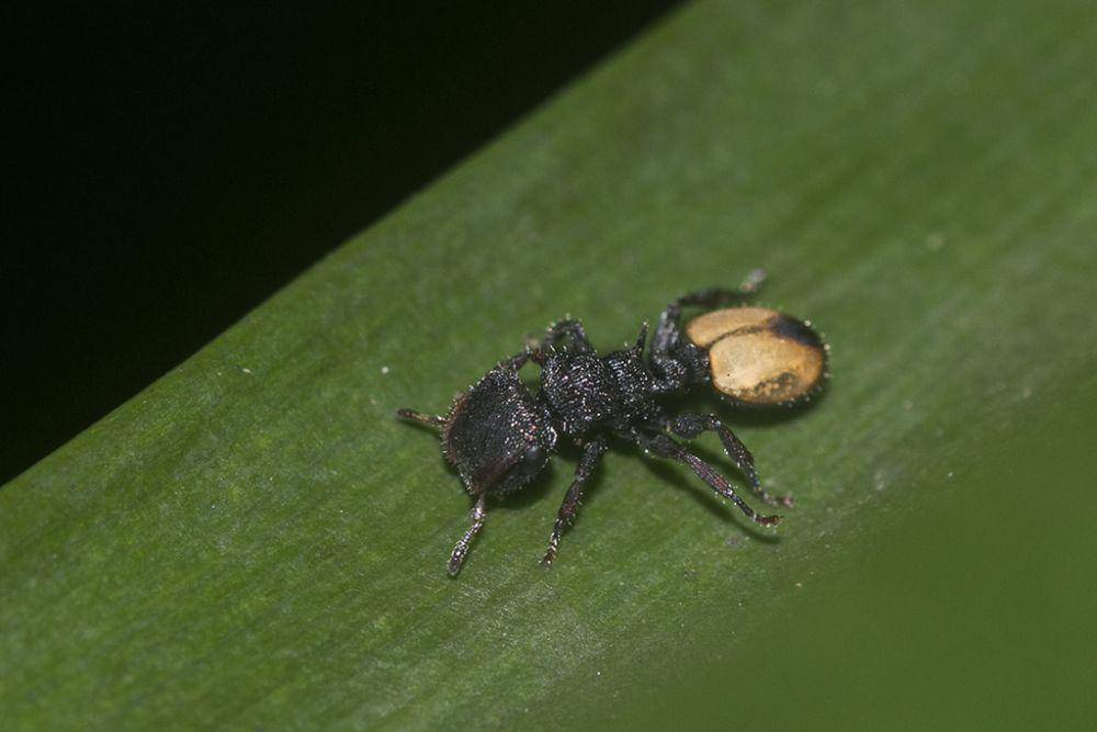 Semut kura-kura (inaturalist.org/pedrogenarorodriguez)
