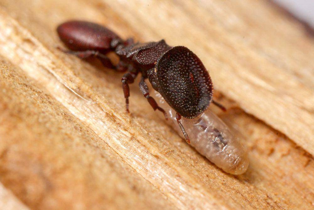 Semut kura-kura (inaturalist.org/stevenw12339)