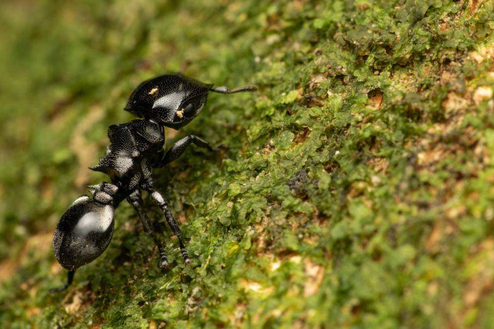 Semut kura-kura (inaturalist.org/mmccarthy98)