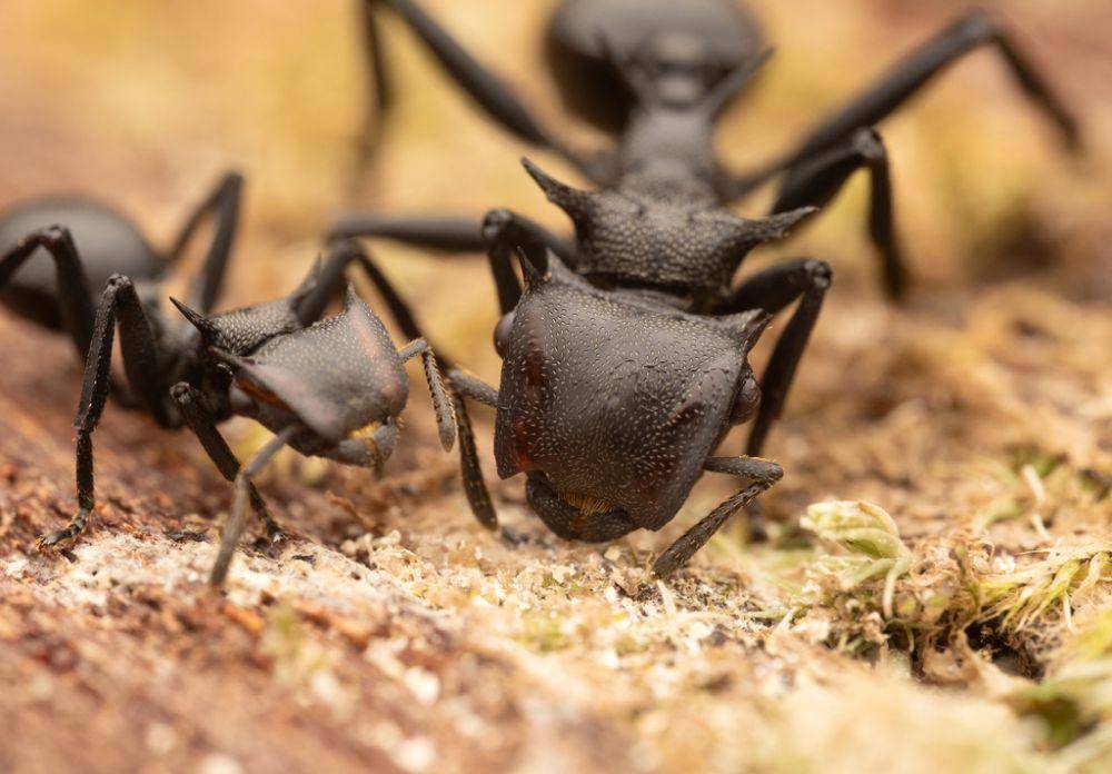 Semut kura-kura (inaturalist.org/myrmecophil)