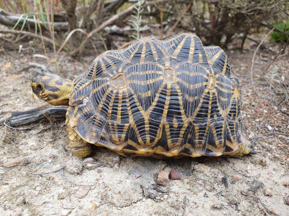 Kura-kura geometri (inaturalist.org/cr_hundermark)