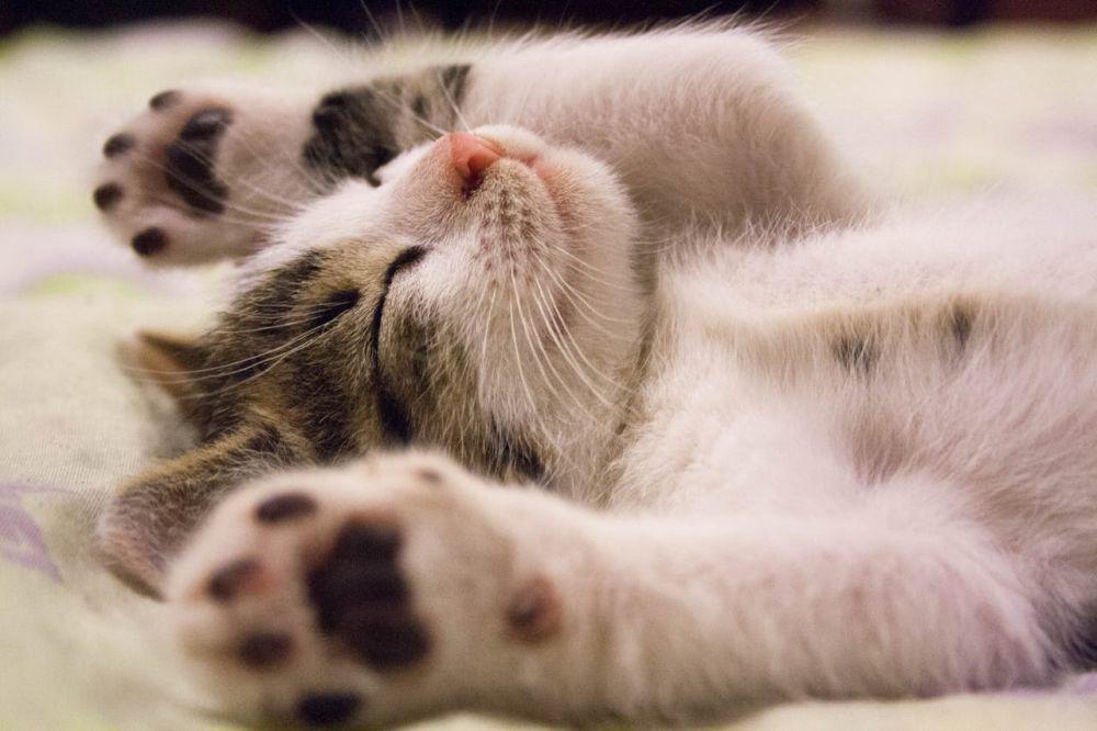Kenapa Anak Kucing yang Terkena Pinjal Bisa Mengalami Anemia Parah?