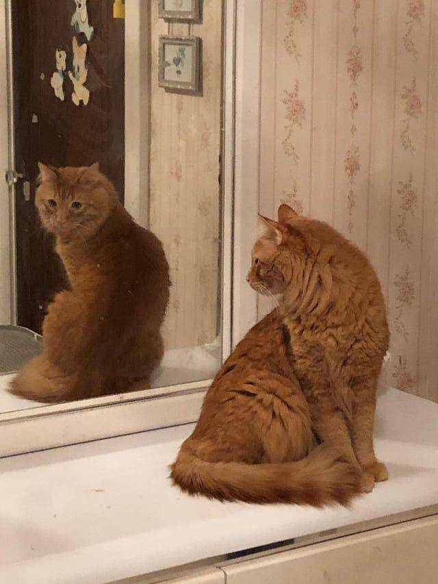 Potret kucing berkaca (reddit.com/orngedooorhinge)