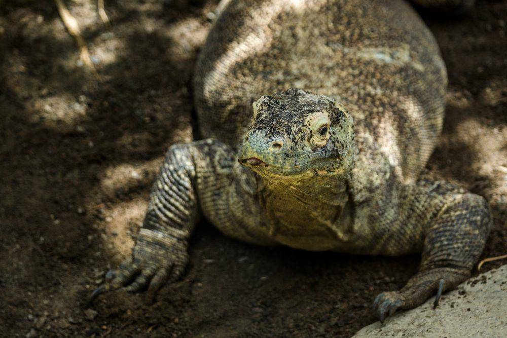 Komodo (shopify.com/Matthew Henry)