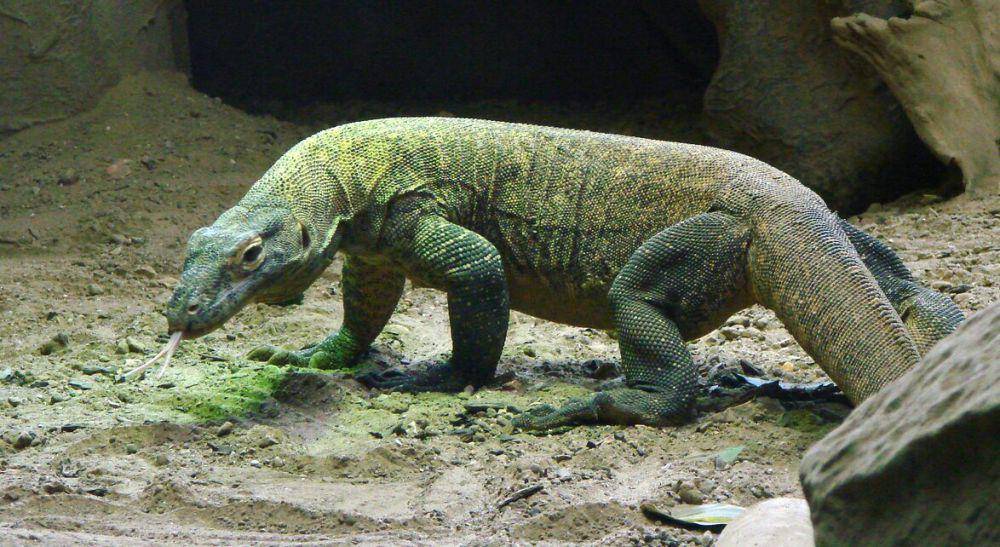 Komodo di penangkaran (pxhere.com/public domain)
