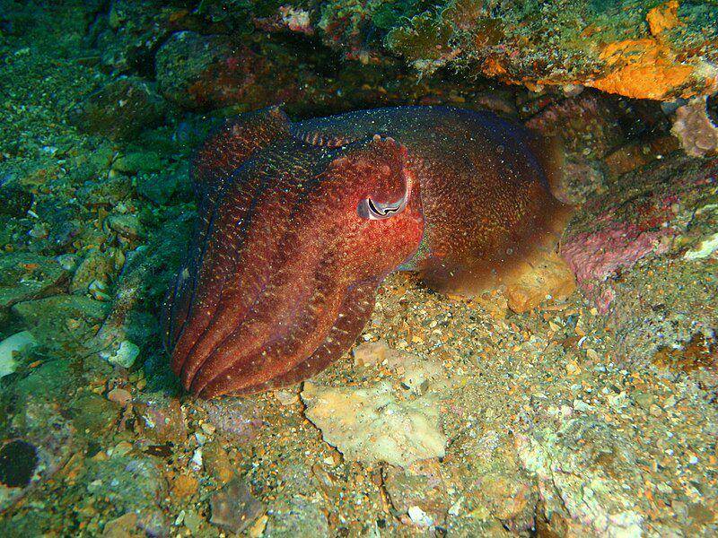 Ilustrasi Sepia apama yang berdiam diri di dasar terumbu berbatu (commons.m.wikimedia.org/Peter Southwood)