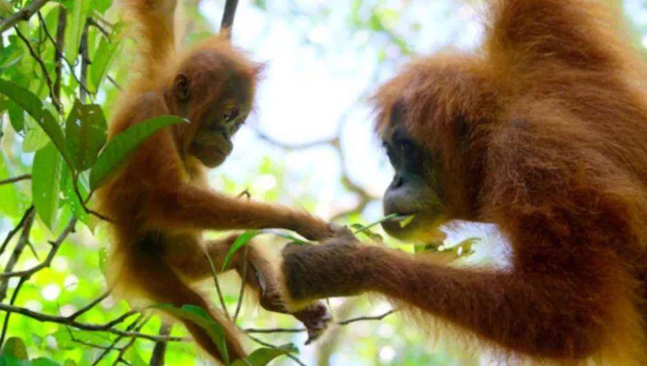 Secret Lives of Orangutans (dok. Netflix)