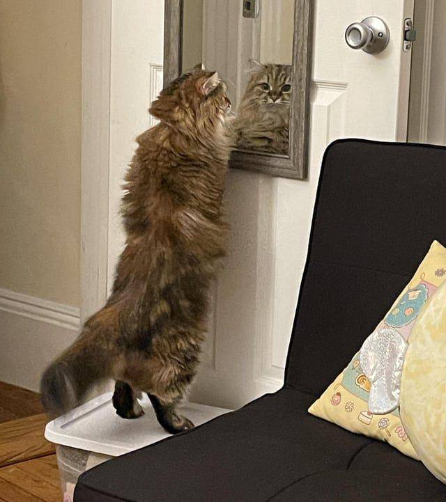 Potret kucing berkaca (reddit.com/faexr)