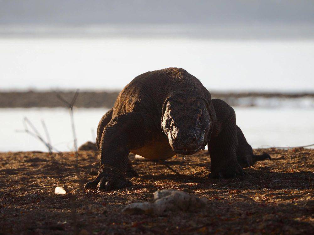 ilustrasi komodo (pexels.com/Timon Cornelissen)