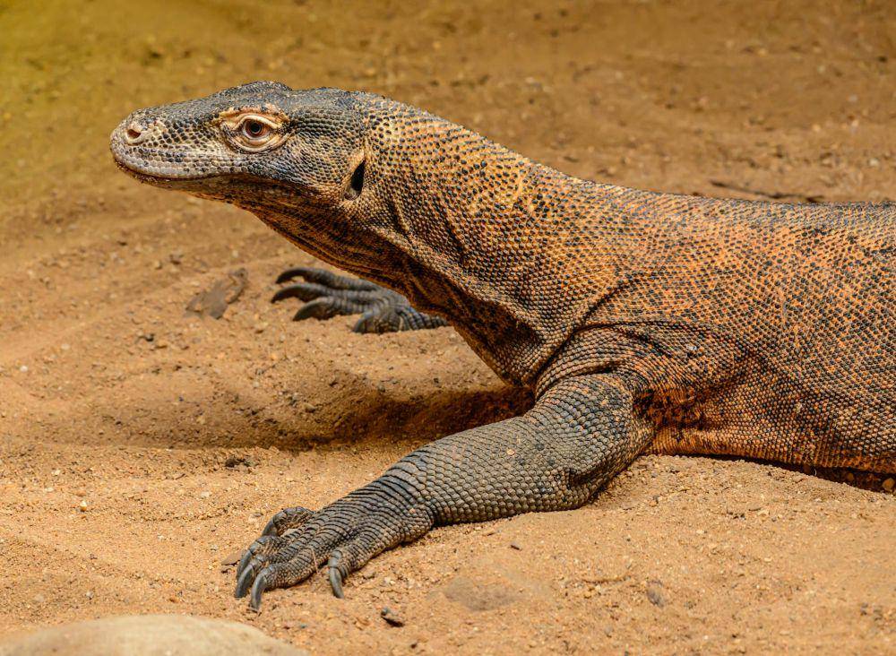 ilustrasi komodo (pexels.com/Petr Ganaj)