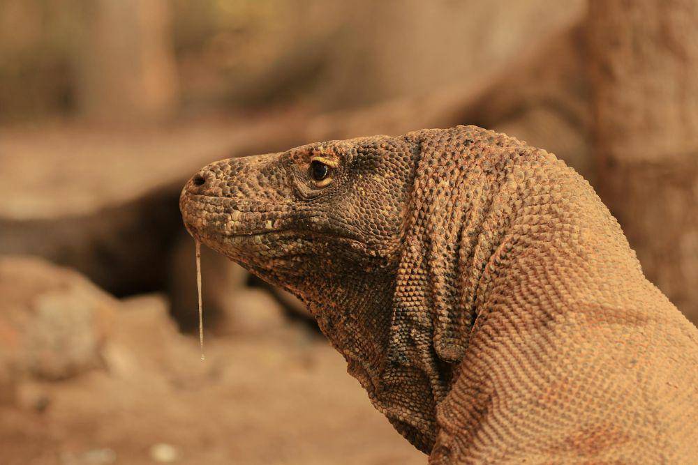 ilustrasi komodo (pexels.com/Fajar Setiawan)