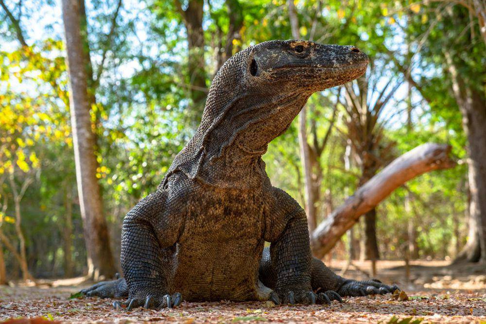 ilustrasi komodo (pexels.com/Dimitri Dim)