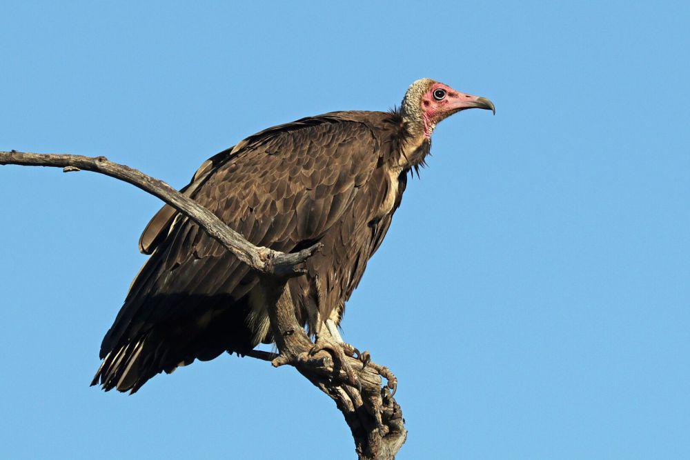 7 Fakta Burung Hering Bertudung, Terlihat seperti Memakai Tudung