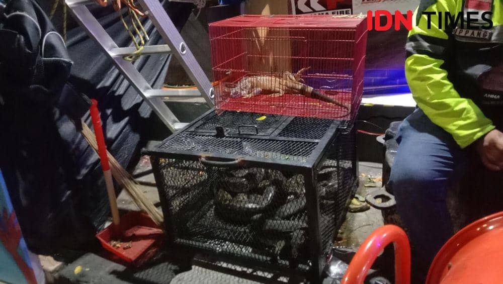 Serunya Belajar Penanganan Satwa Liar di F8 Makassar