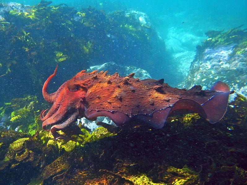5 Fakta Sepia apama, Si Cerdik yang Pandai Mengubah Tampilan Tubuhnya