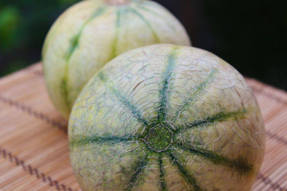 Potret buah melon segar (unsplash.com/rens23)