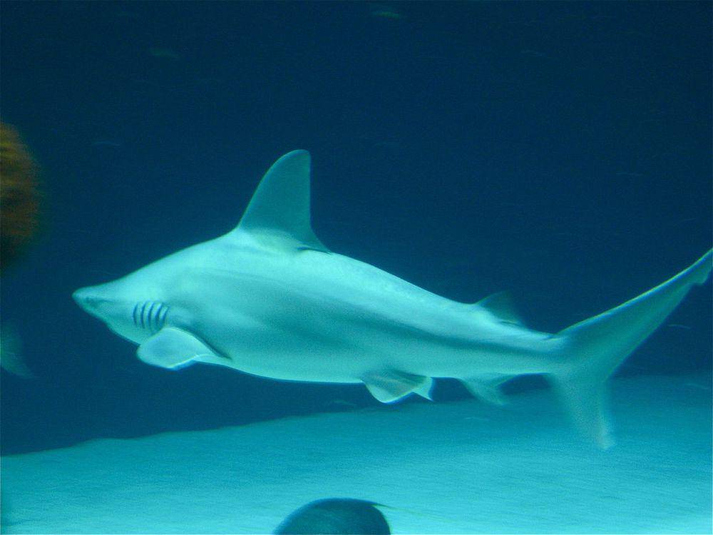 Hiu sandbar (commons.wikimedia.org/Tim Menzies)