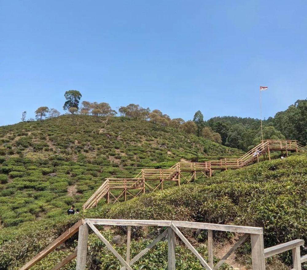 Kebun Teh Jamus (instagram.com/rra.ccntk)