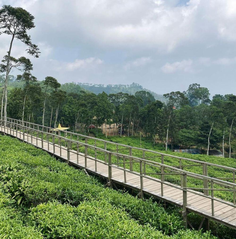 Wisata Kebun Teh Jamus Ngawi: Lokasi, Rute, dan Aktivitasnya