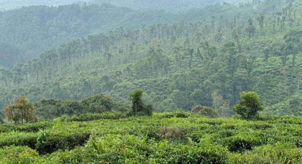 Kebun Teh Jamus (instagram.com/d.a.arimbi)