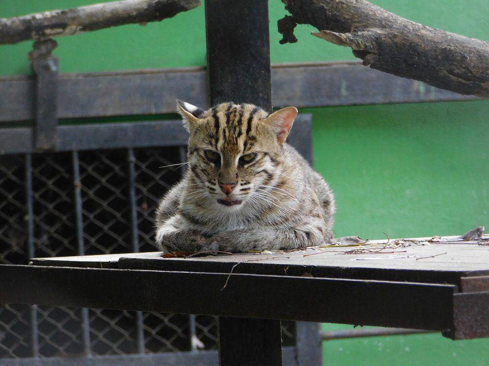 kucing bakau (commons.wikimedia.org/Viksah626 )
