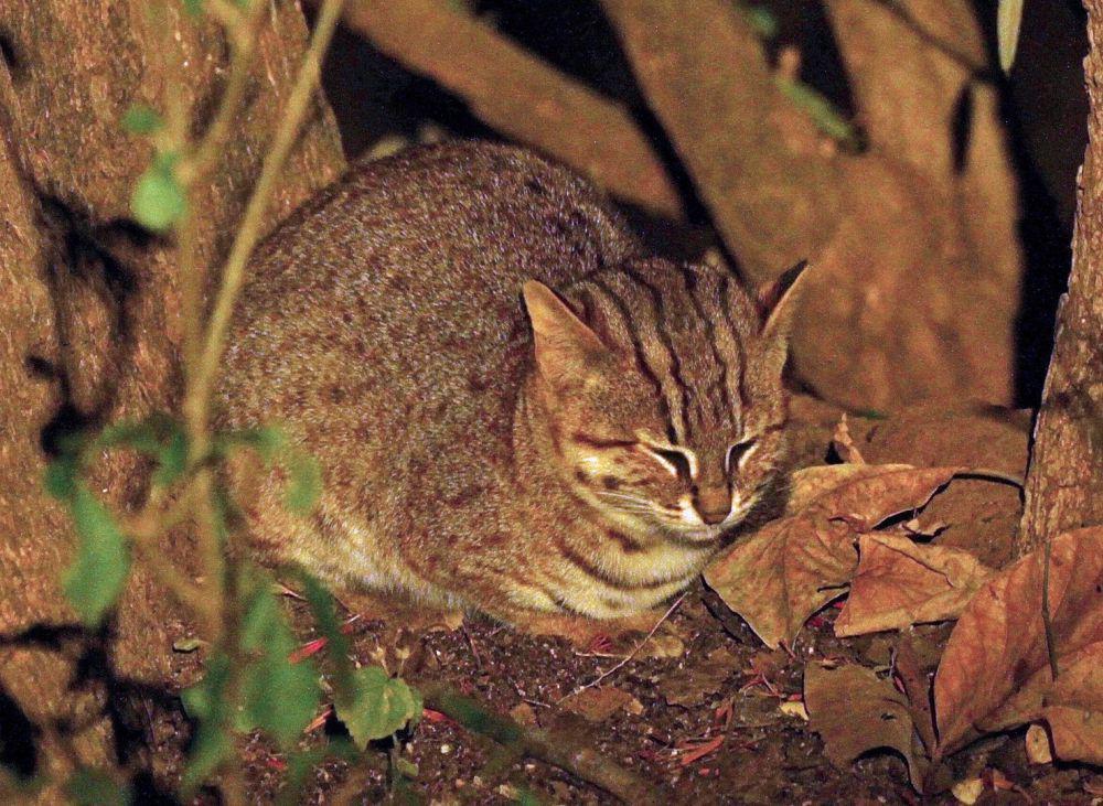 4 Kucing dari Genus Prionailurus, Kucing Liar Mungil dari Asia