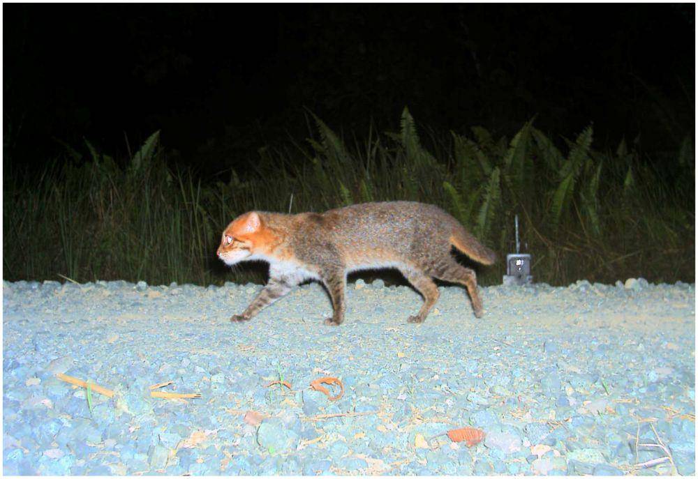 kucing tandang (commons.wikimedia.org/Andreas Wilting et al.)
