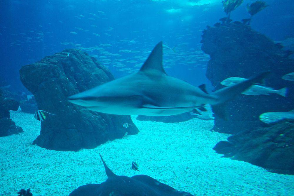 Hiu sandbar (commons.wikimedia.org/islandjoe)