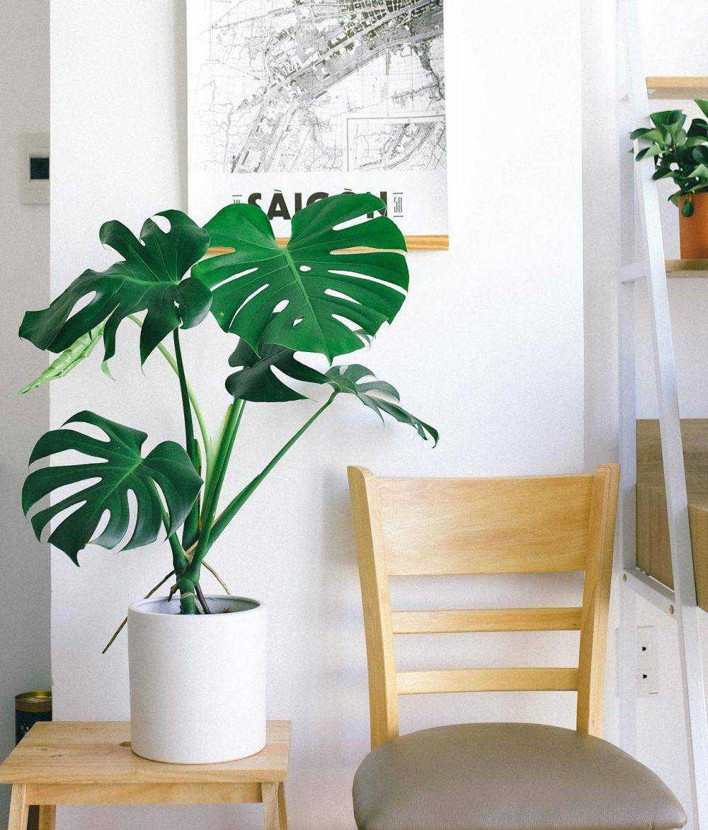 ilustrasi tanaman monstera (pexels.com/Huy Phan)