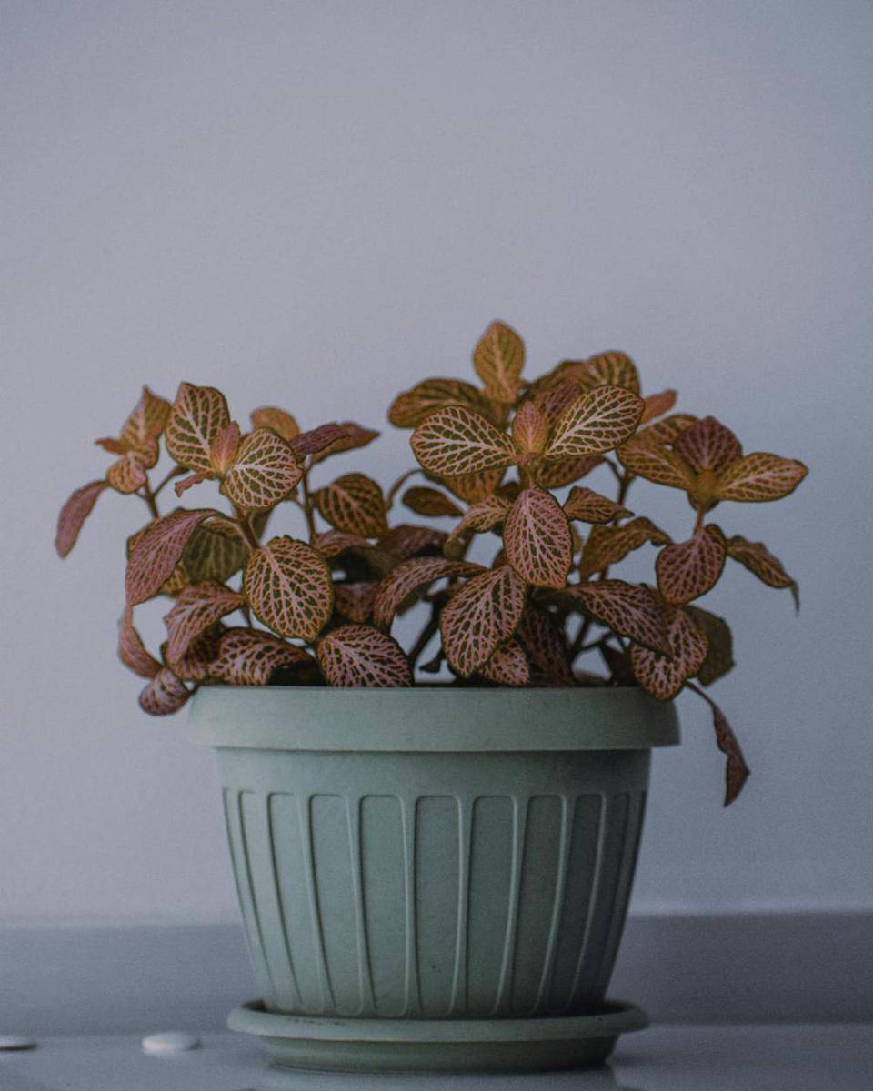ilustrasi tanaman fittonia (pexels.com/Anca)