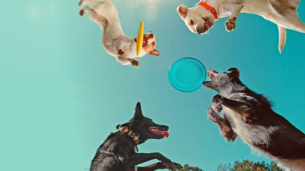 Inside the Mind of a Dog (dok. Netflix/Inside the Mind of a Dog)