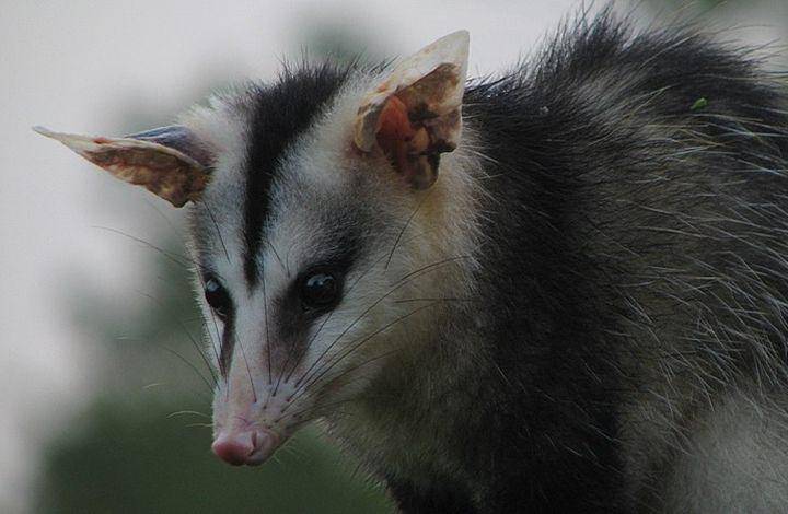 White eared opossum (commons.wikimedia.org/Alex popovkin)