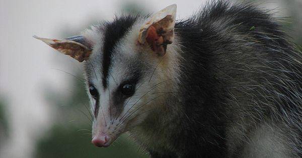 White eared opossum (commons.wikimedia.org/Alex popovkin)