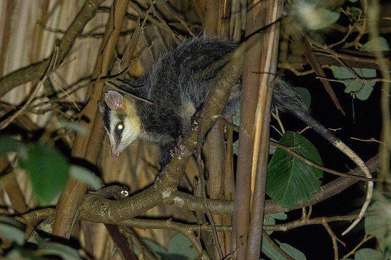 White eared opossum (commons.wikimedia.org/Thibaudaronson)