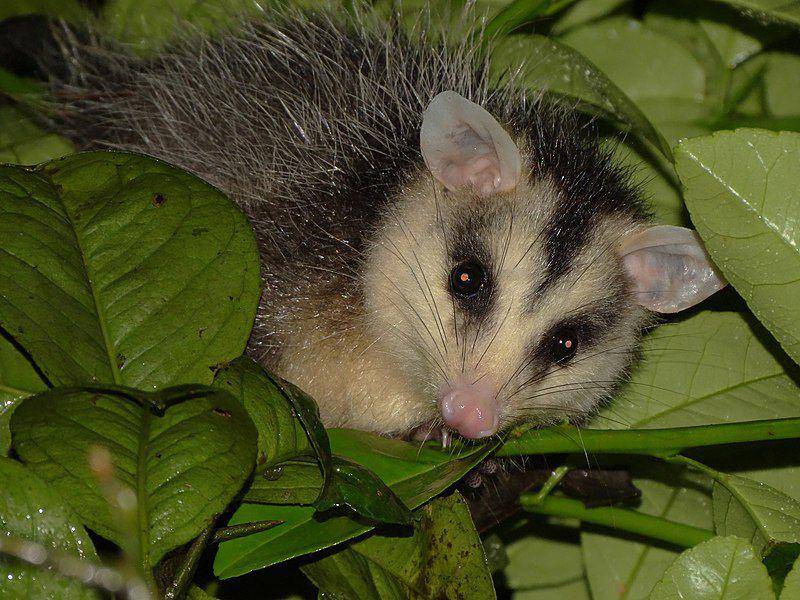 White eared opossum (commons.wikimedia.org/Oscar Marin)