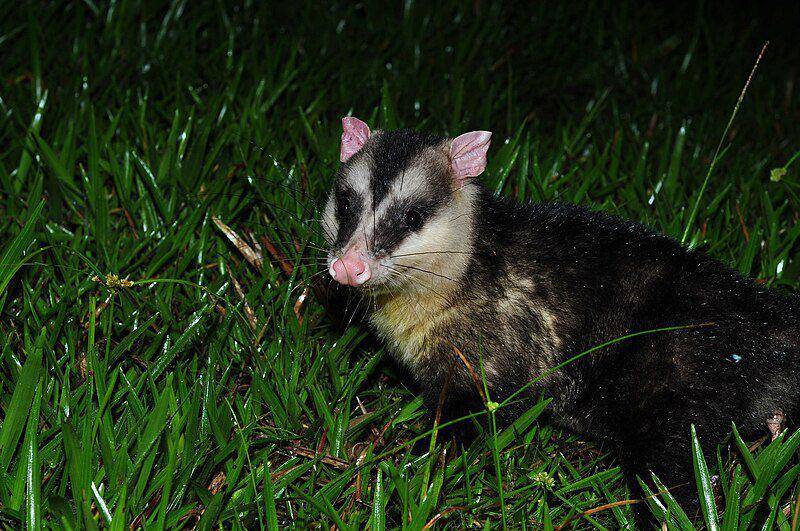 White eared opossum (commons.wikimedia.org/Oscar Marin)