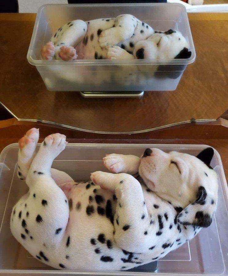 potret lucu anjing motif bulu es krim kukis (x.com/contextdogs)