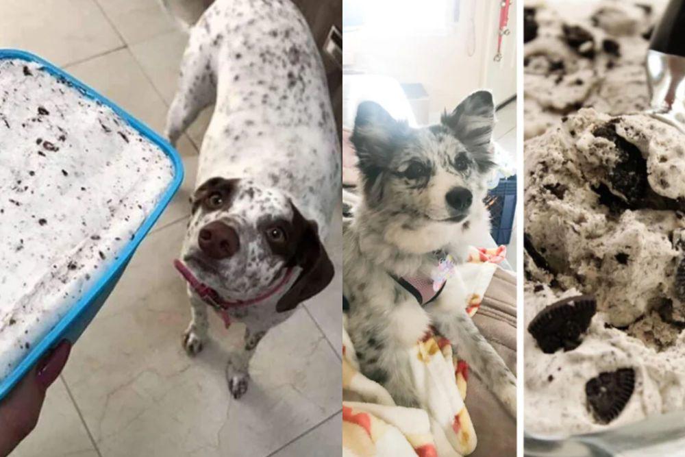 7 Foto Anjing Berbulu Mirip Es Krim Kukis, Jangan Tertukar