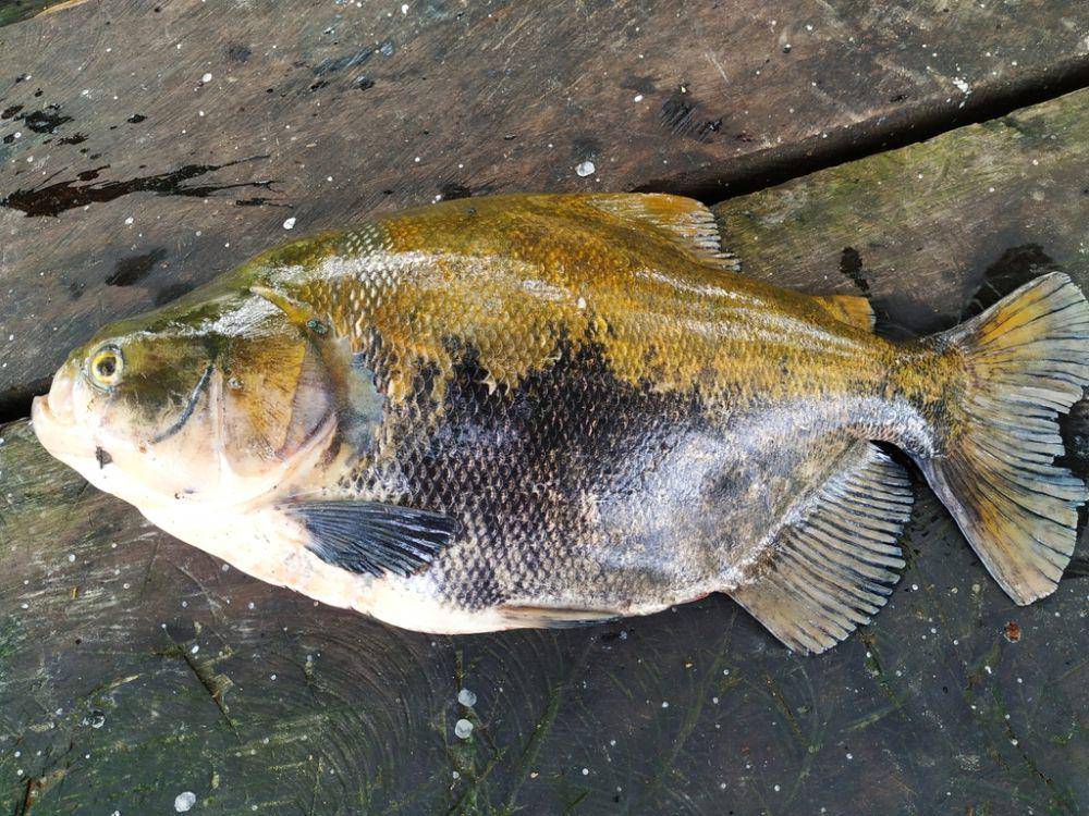 Bawal air tawar (inaturalist.org/mariacristinalemaarias)