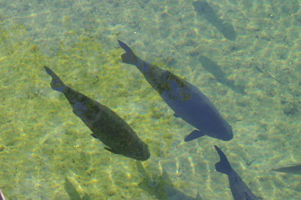 Bawal air tawar (inaturalist.org/rangerg10)
