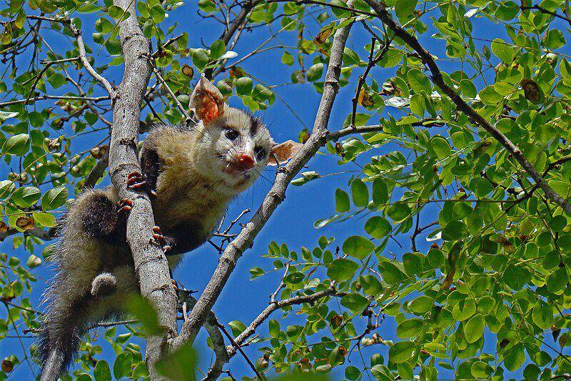 White eared opossum (commons.wikimedia.org/Diego de Medeiros)