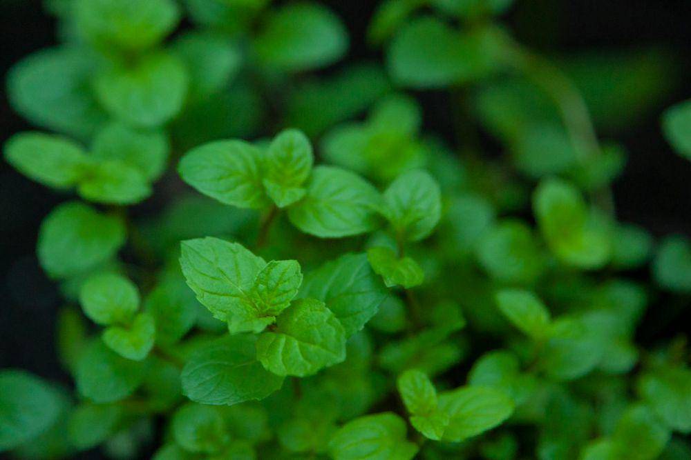 ilustrasi tanaman daun mint (pexels.com/Karen Laårk Boshoff)