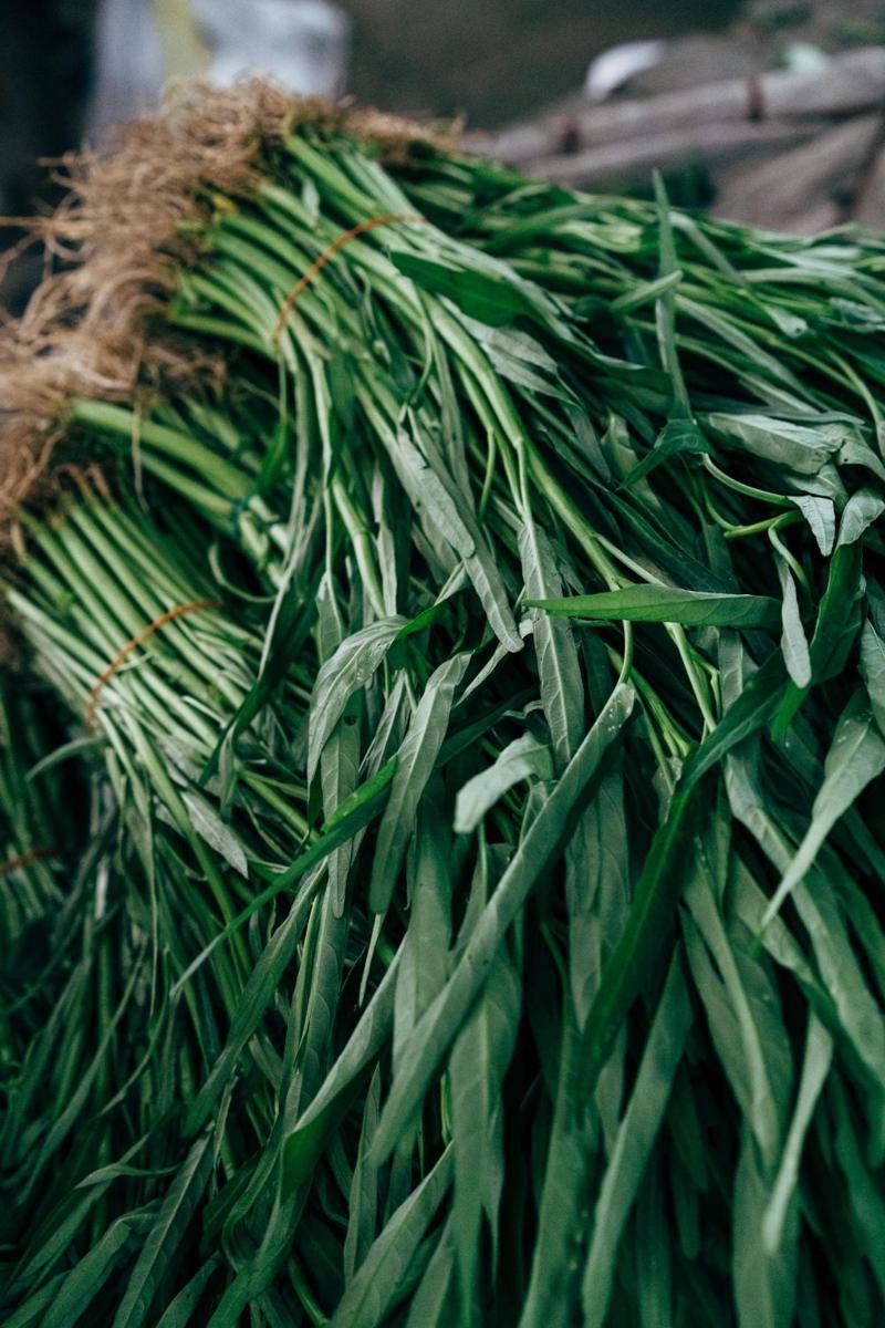 ilustrasi tanaman kangkung (pexels.com/Markus Winkler)