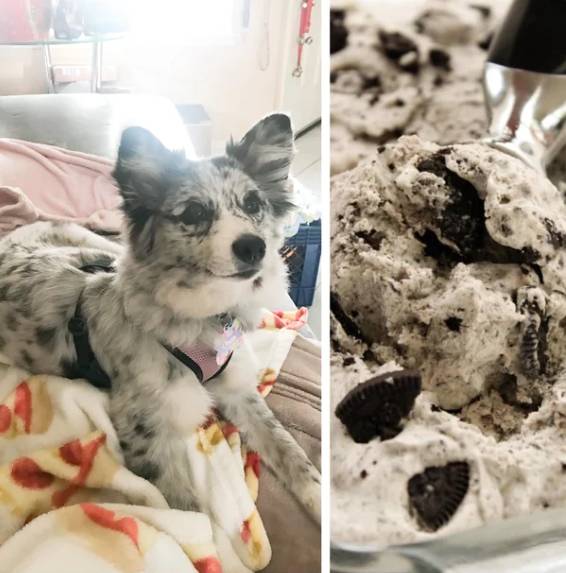 potret lucu anjing motif bulu es krim kukis (reddit.com/Dodgemychallenger)