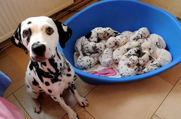 potret lucu anjing motif bulu es krim kukis (reddit.com/Hyro0o0)