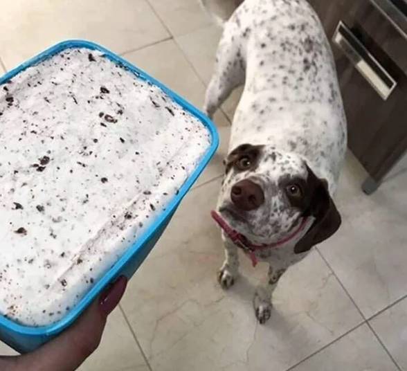 potret lucu anjing motif bulu es krim kukis (reddit.com/Mental-Dust)
