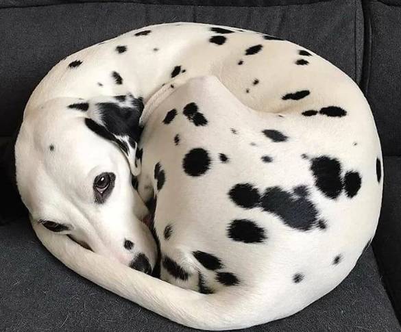 potret lucu anjing motif bulu es krim kukis (reddit.com/grannyDiddler22)