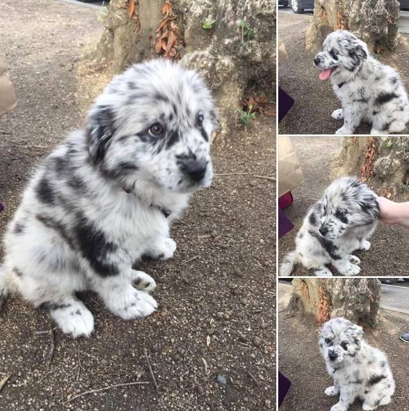 potret lucu anjing motif bulu es krim kukis (reddit.com/mac_is_crack)