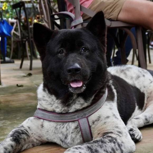 potret lucu anjing motif bulu es krim kukis (reddit.com/icaaamyvanwy)