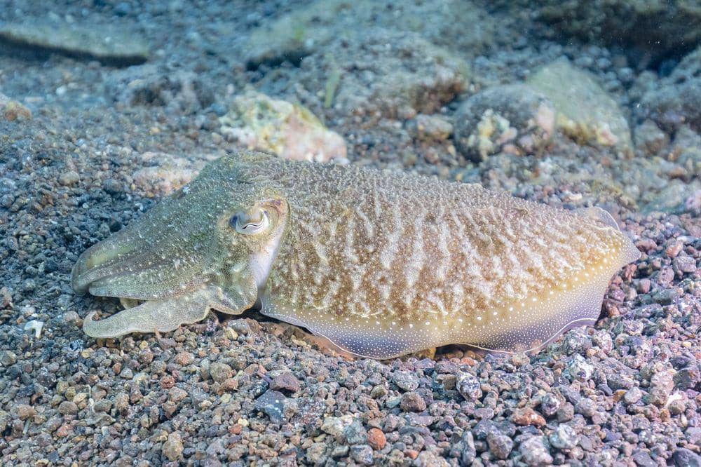 5 Spesies Sotong dari Famili Sepiidae dan Persebarannya | IDN Times